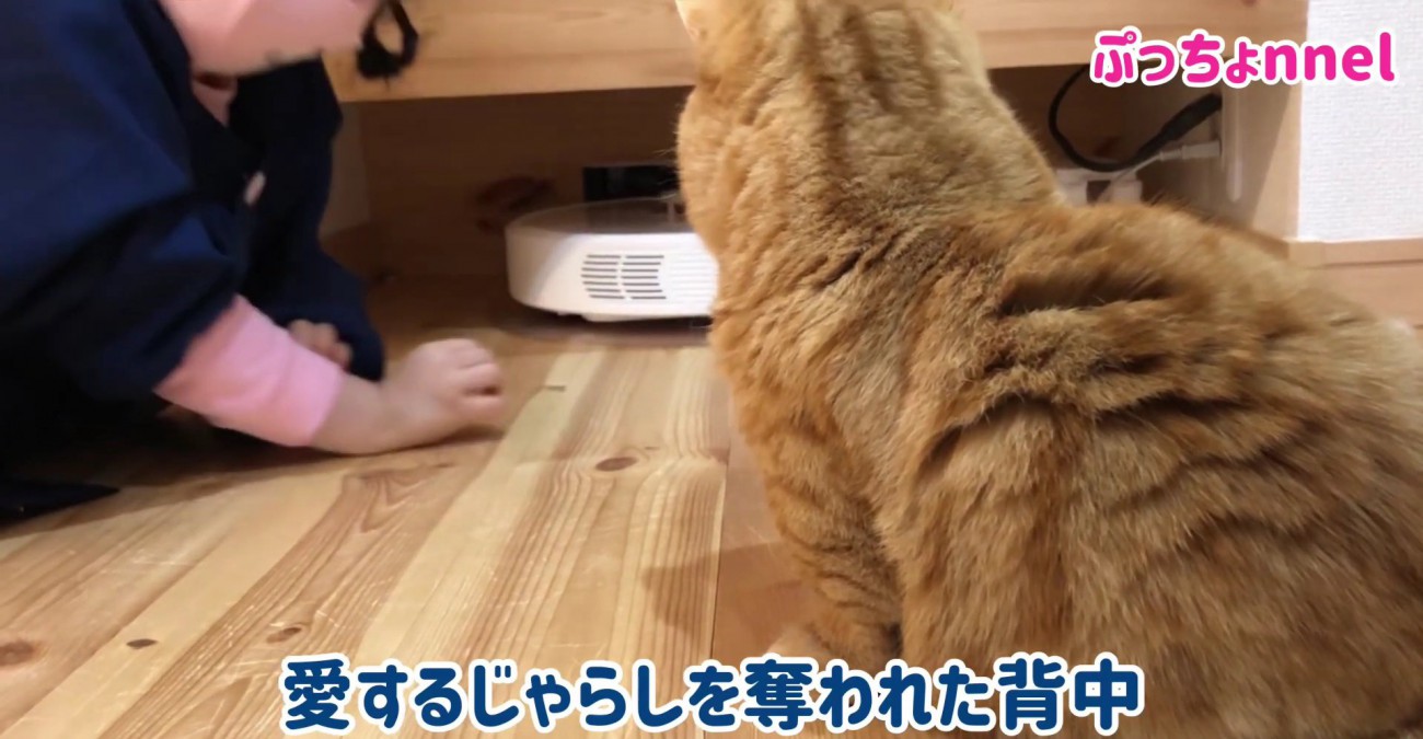 背中を向ける猫