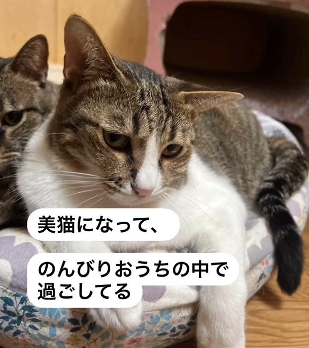 猫ベッドに乗る猫