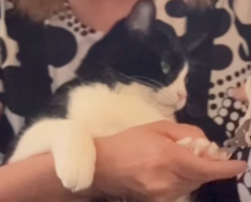 飼い主の膝の上で爪切りをされる猫