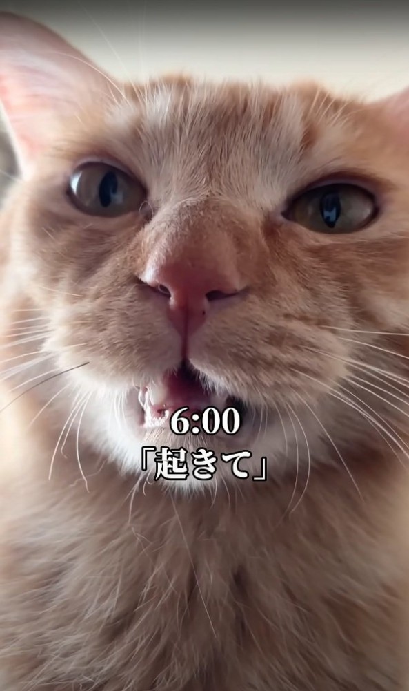 起こしに来る猫