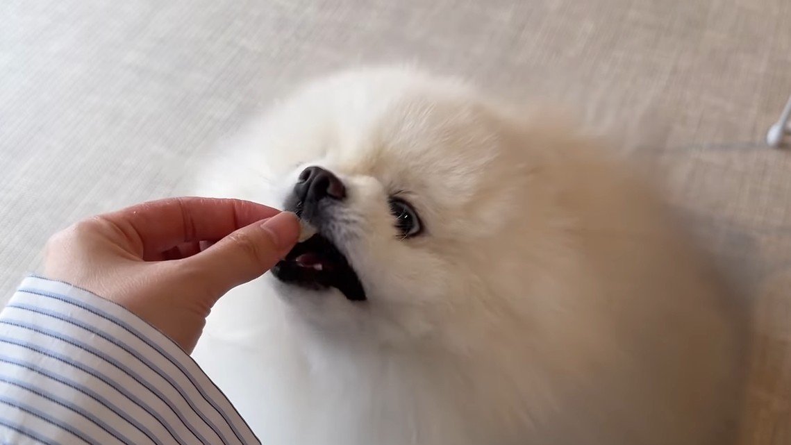 おやつを食べる犬