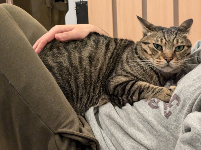人のお腹の上に乗る猫