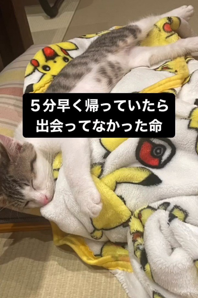 毛布の上で寝る子猫