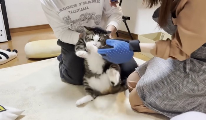 爪を切られて抵抗する猫