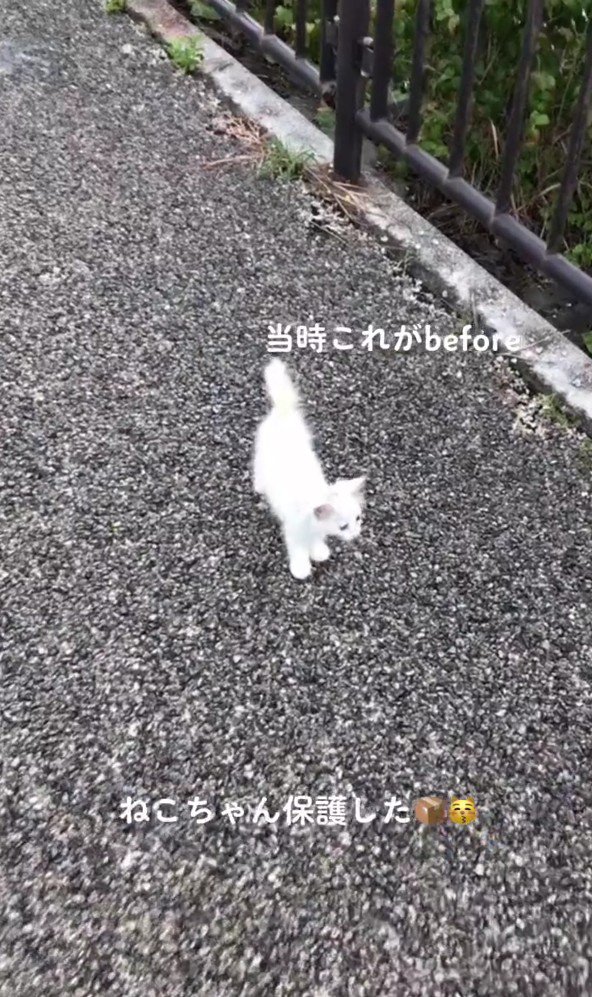 道ばたの白猫