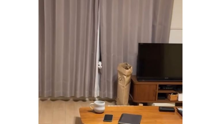 カーテンからのぞく猫