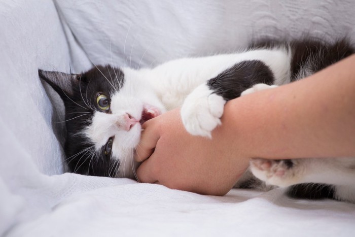 人の手に噛みついている猫