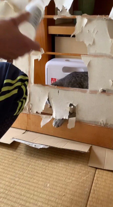 障子の紙に手を入れる猫