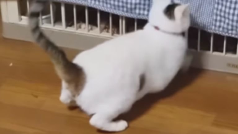 ケージに突っ込む猫