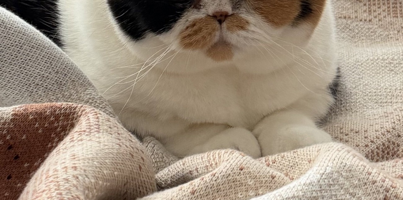 大人になった猫