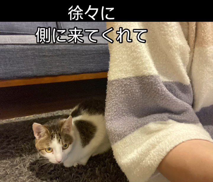 人の後ろにいる猫