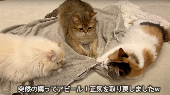 タオルの上でくつろぐ猫3匹