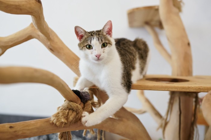 おもちゃに前足を乗せる猫