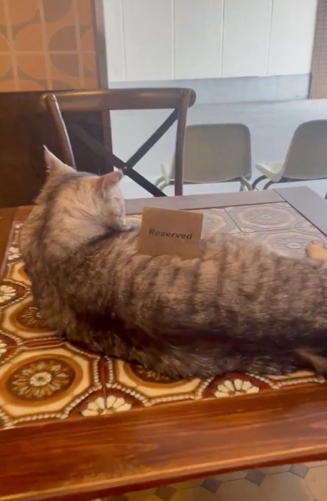 テーブルに乗る猫