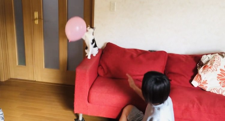 風船でバレーボールをする2人の男の子とハチワレ猫