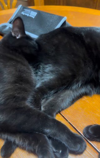黒猫のおしりにくっつくもう1匹の黒猫