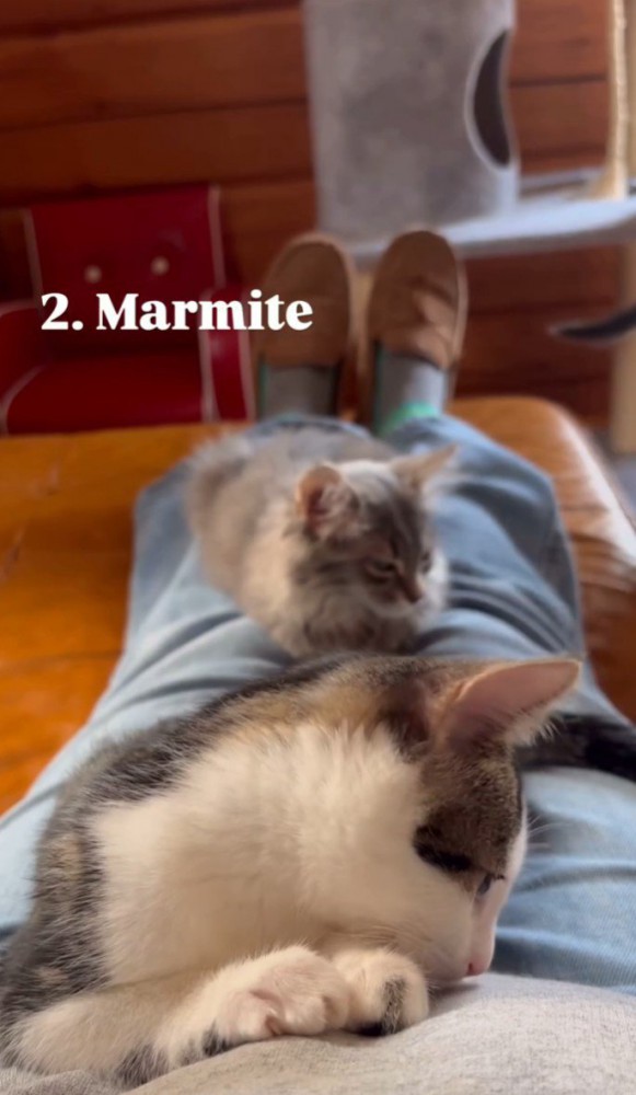 ハチワレ猫の横顔