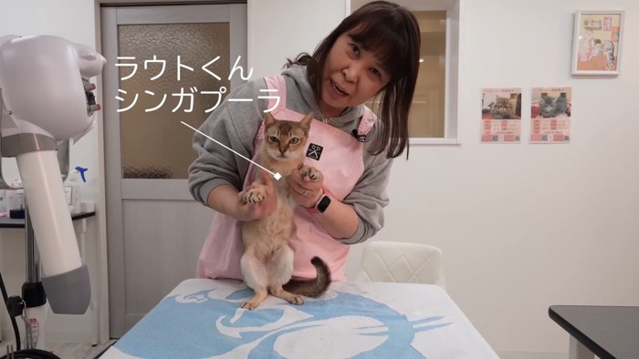 台の上で立つ猫