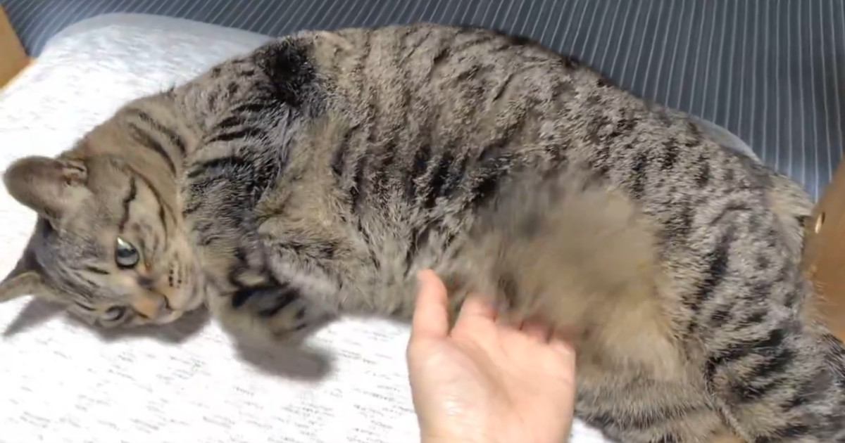 寝ている猫