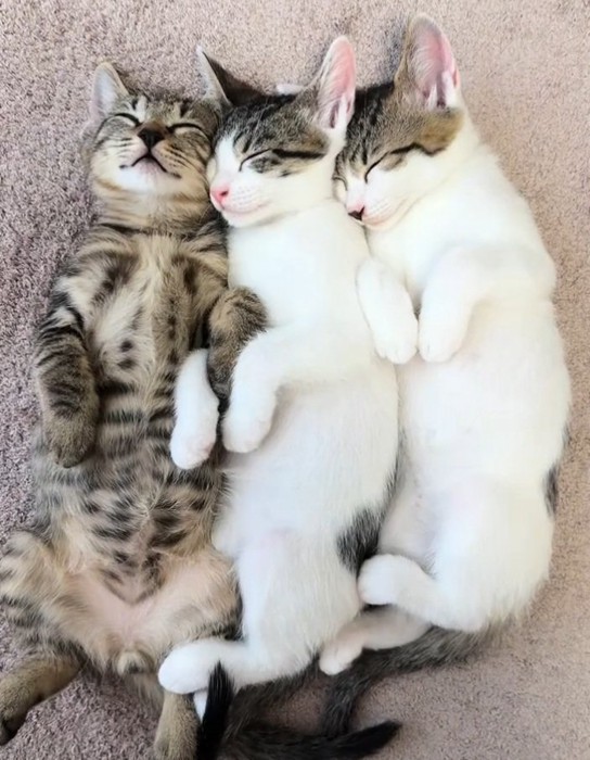 熟睡する3匹の猫