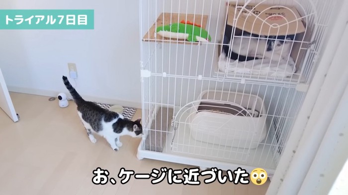 ケージに近づく猫