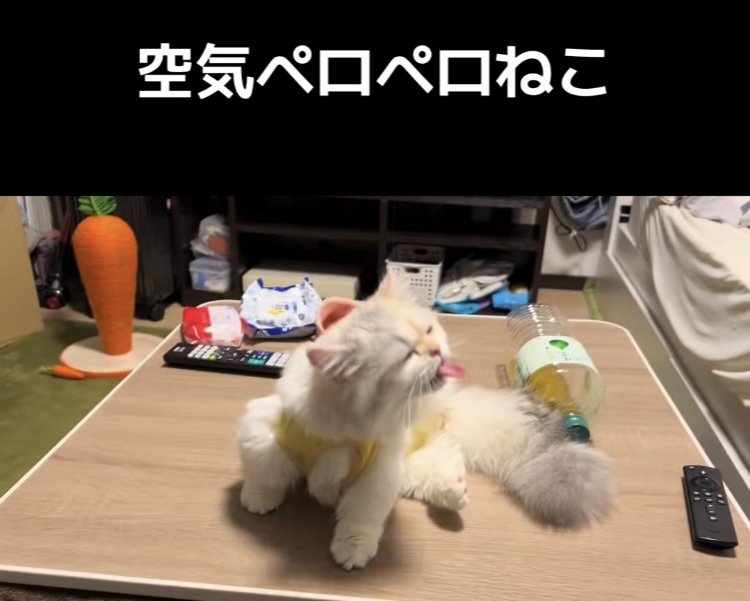 後ろ足で体を掻きながら舌をぺろぺろするミヌエット