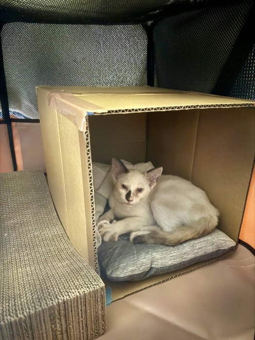 保護された頃のまめちゃん