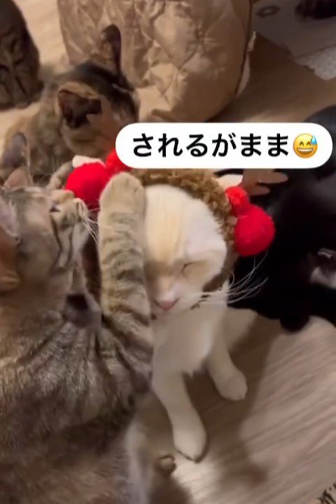 白猫の周りに集まる子猫たち