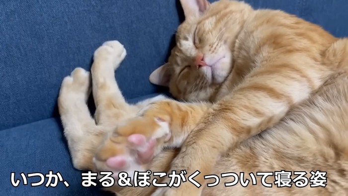 寝ている猫