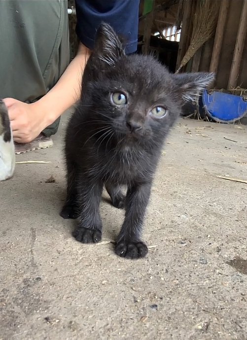 コンクリートの上に立っている子猫