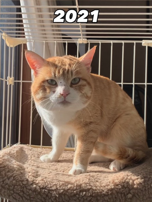 ケージの中で座る猫