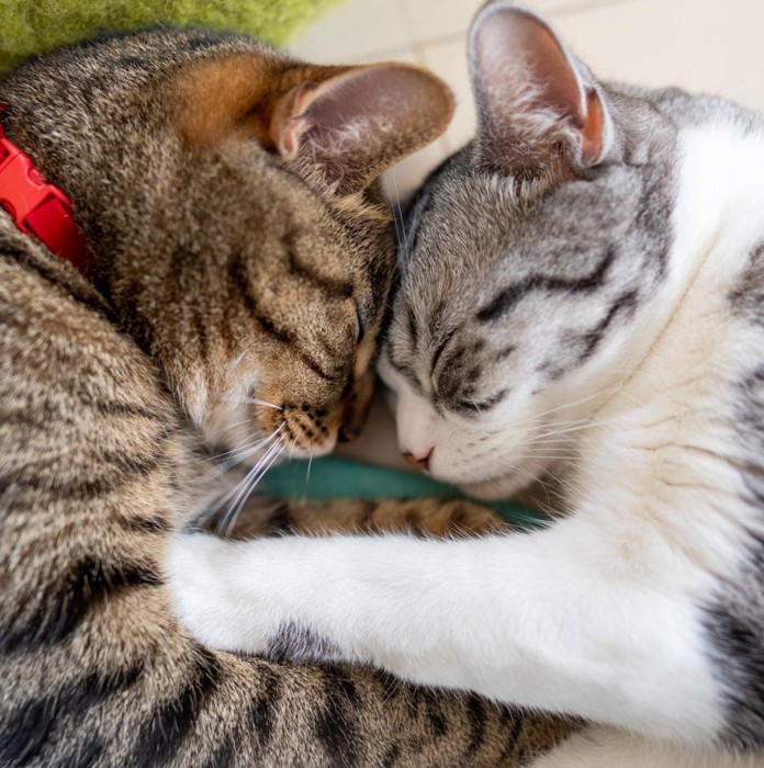 猫2匹が寝ている（顔アップ）