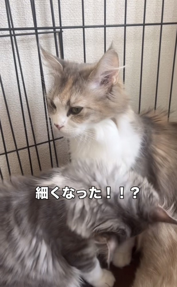 ママ猫の体をグルーミングする子猫