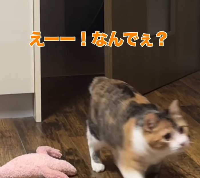 部屋の中へ歩いていく三毛猫