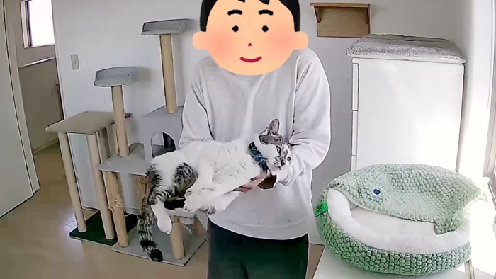 運ばれる猫
