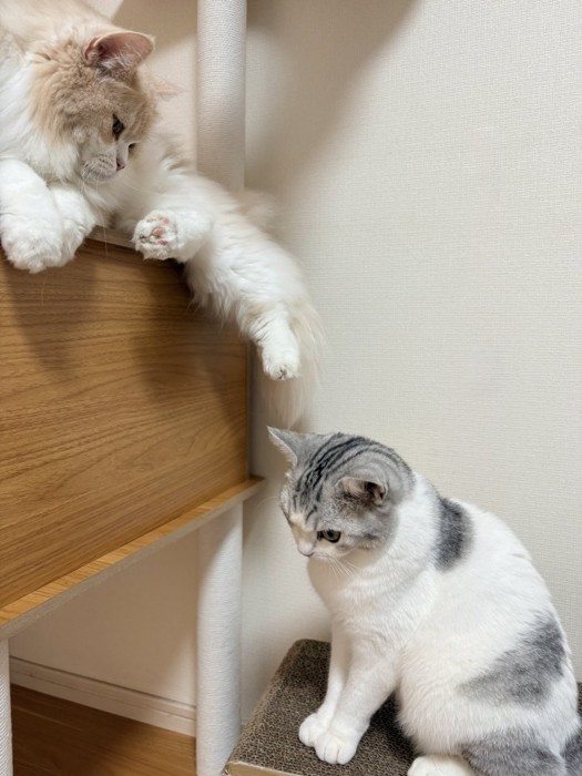 キャットタワーでくつろぐ長毛猫(クリーム)と登れなくてうつむく猫