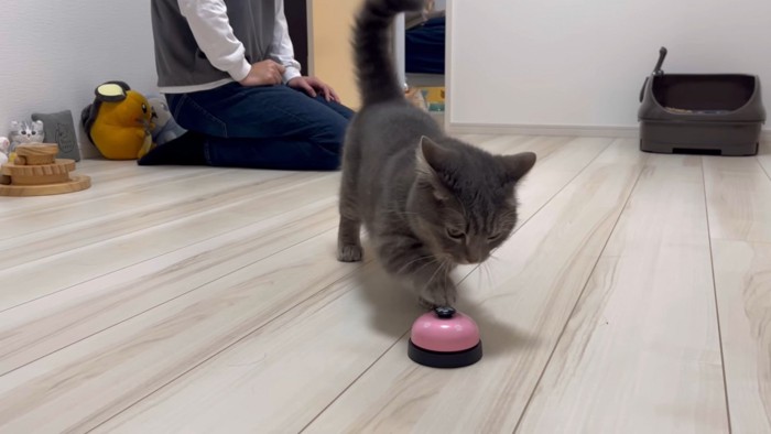 ベルを鳴らすマンチカン