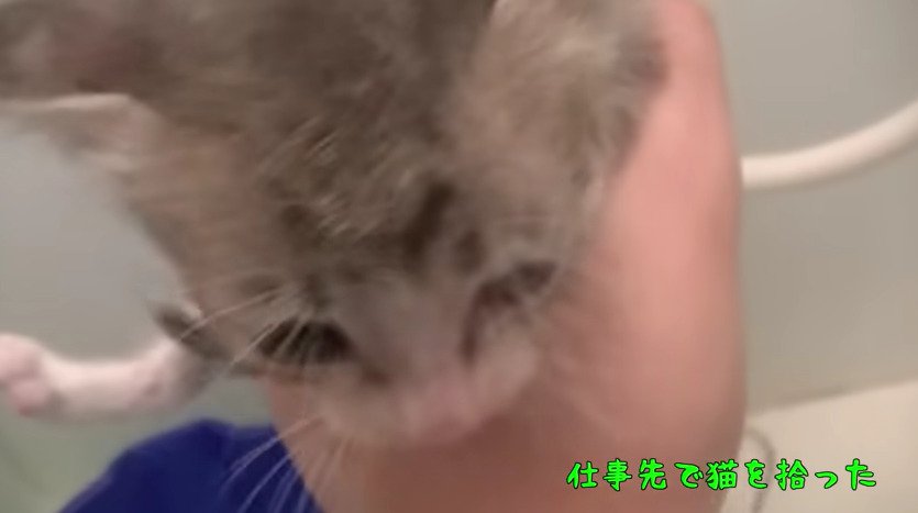抱き上げられた子猫