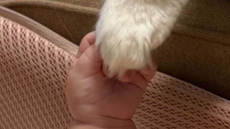 猫の手と赤ちゃんの手