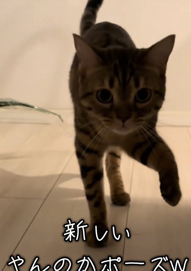 左手を上げるとらきちちゃん