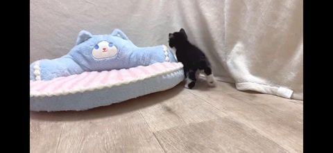 探検する黒猫