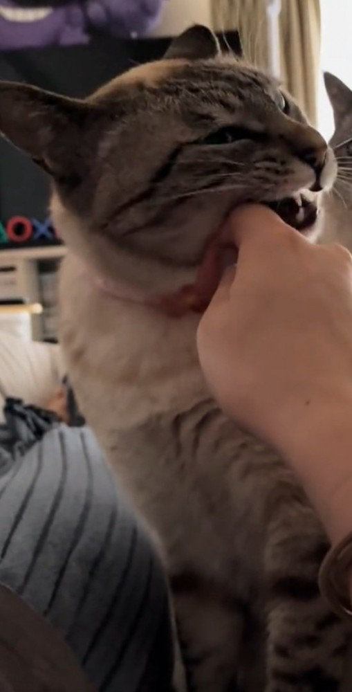 指を噛む猫