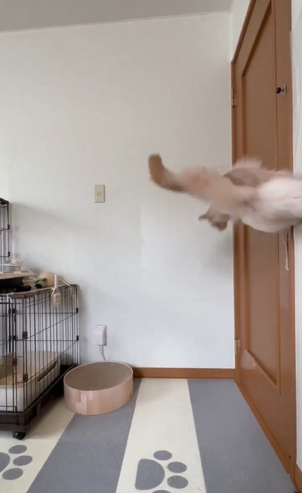 ドアに飛びつく猫