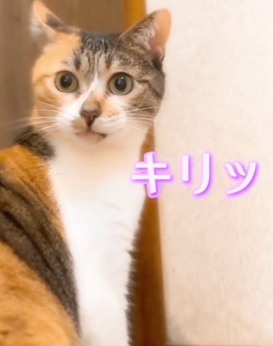 キリっとするねねちゃん