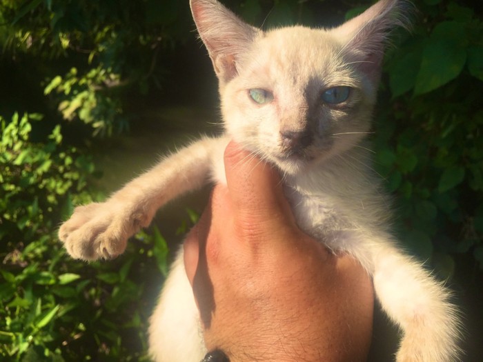 手で持たれるねこ