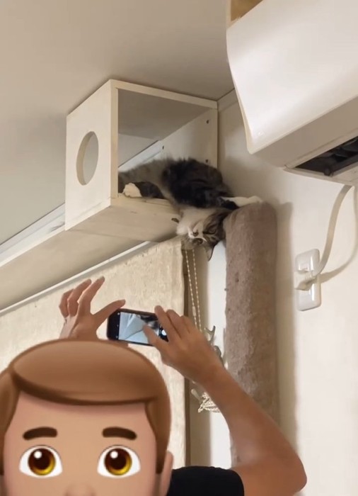 猫の写真を撮る人