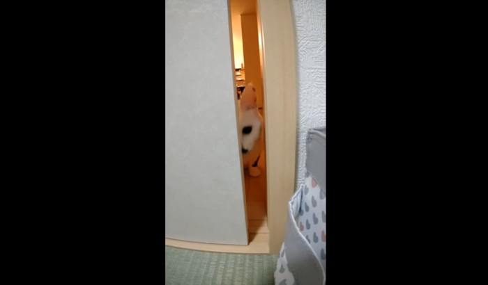 ふすまのすき間から覗く猫
