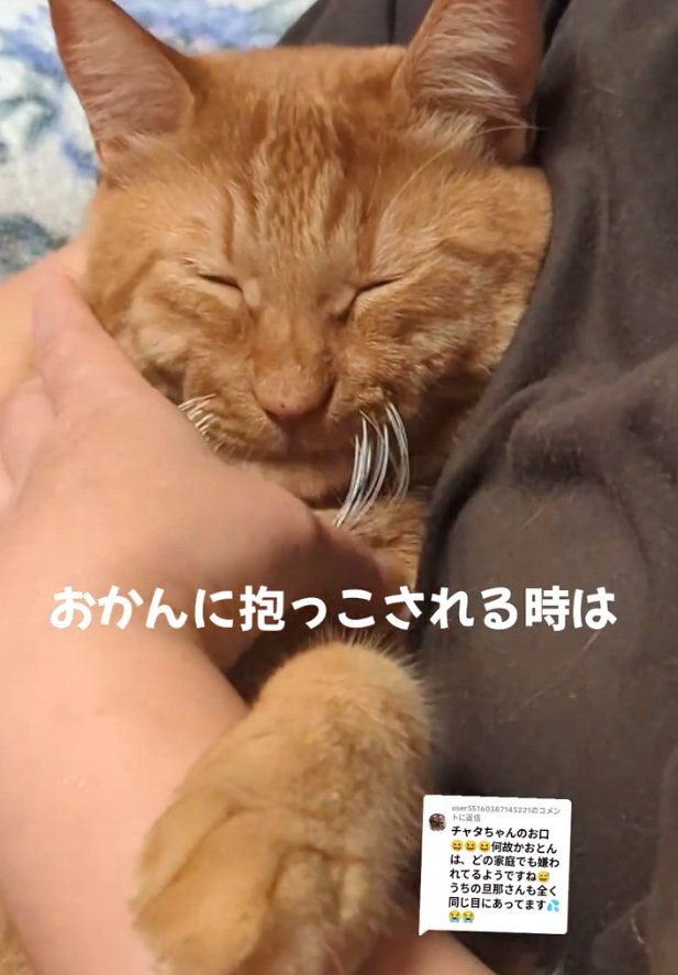 幸せそうな猫