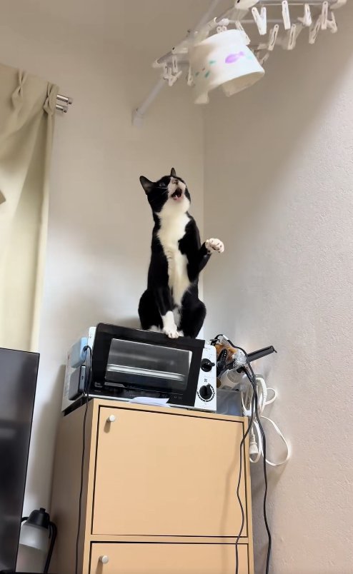 左前足を少し上げながら口を開けている猫