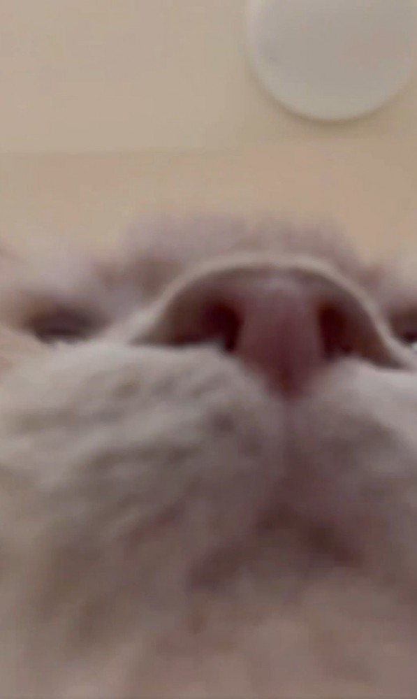 カメラから離れる猫の顔